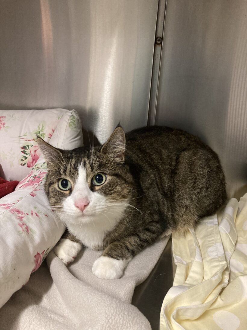 FUND: Kater, getigert- weiß, kastriert aber nicht gechipt