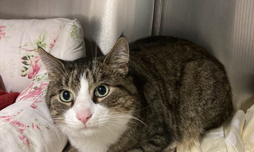 FUND: Kater, getigert- weiß, kastriert aber nicht gechipt