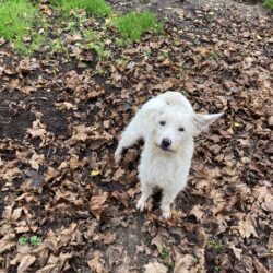 Leona (hat Interessenten)