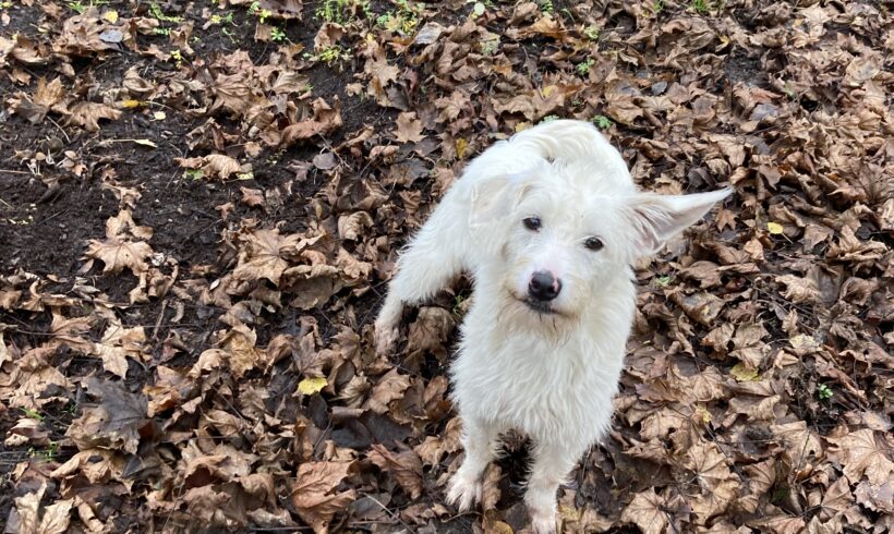 Leona (hat Interessenten)