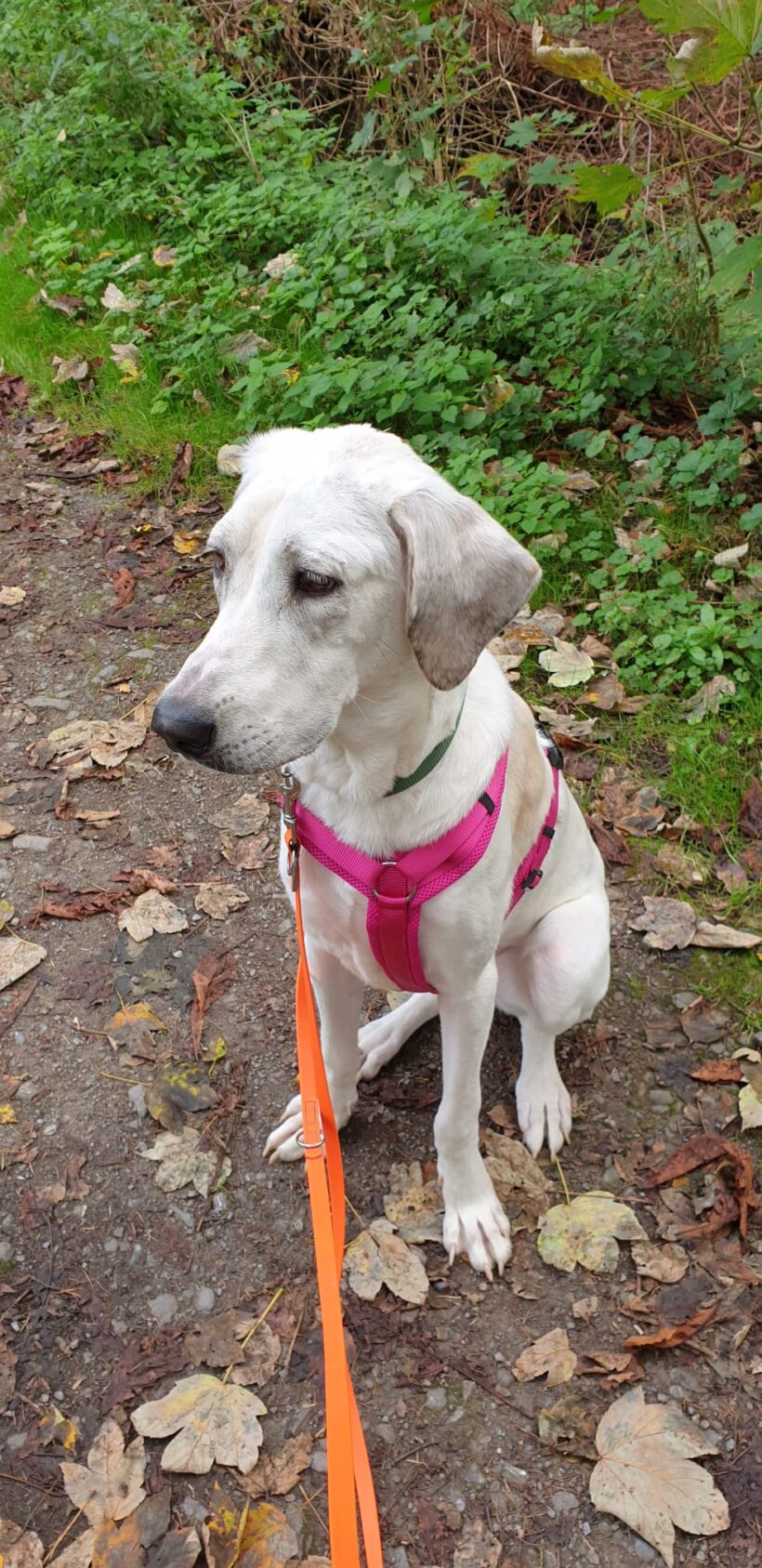 Nilla (hat Interessenten) Nilla (hat Interessenten)