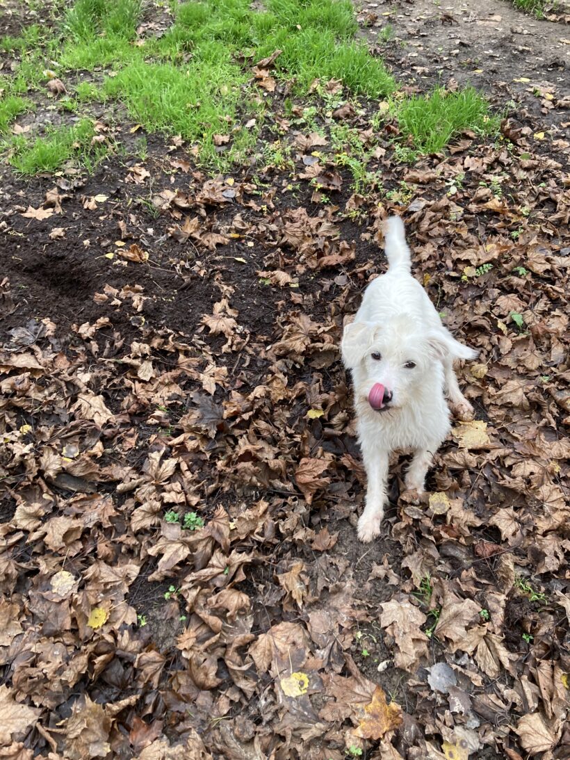 Leona (hat Interessenten)