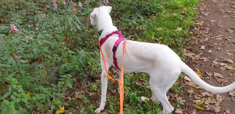 Nilla (hat Interessenten) Nilla (hat Interessenten)