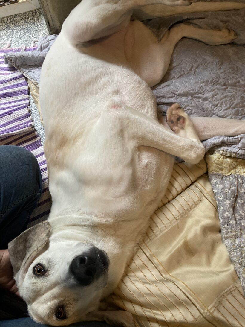 Nilla (hat Interessenten) Nilla (hat Interessenten)