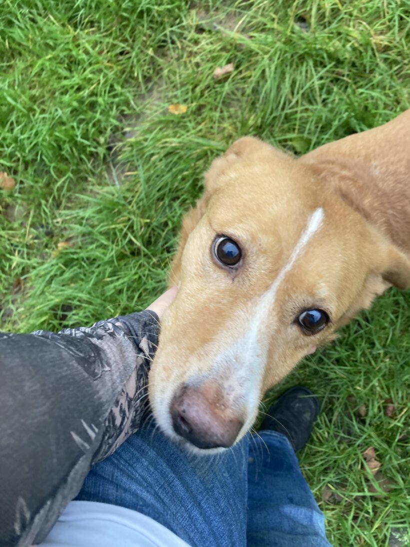 Hummel (hat Interessenten) Hummel (hat Interessenten)