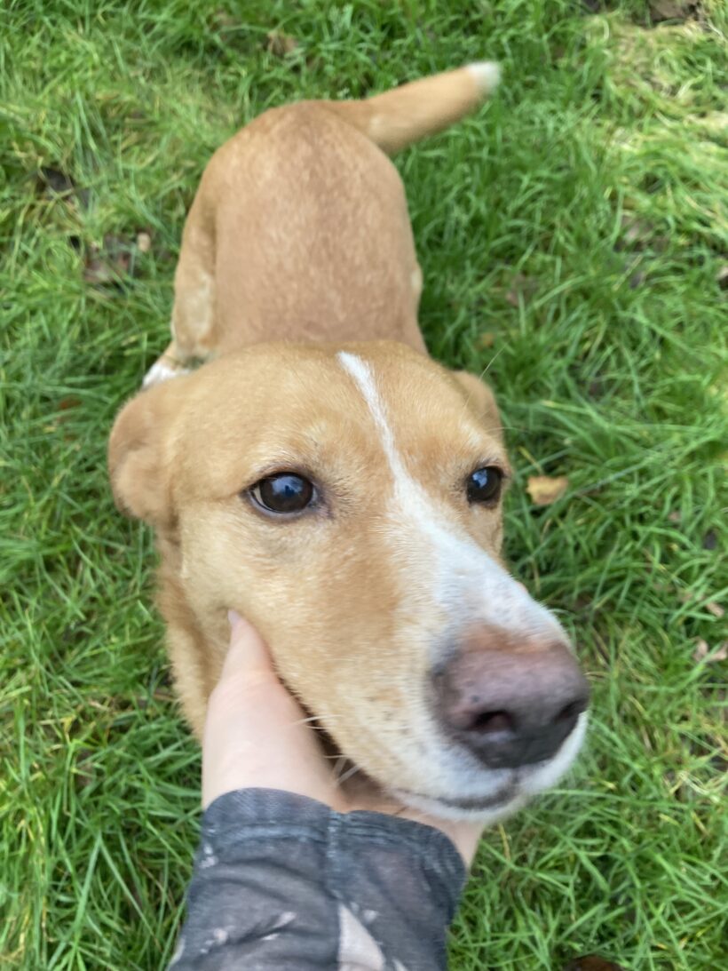 Hummel (hat Interessenten) Hummel (hat Interessenten)