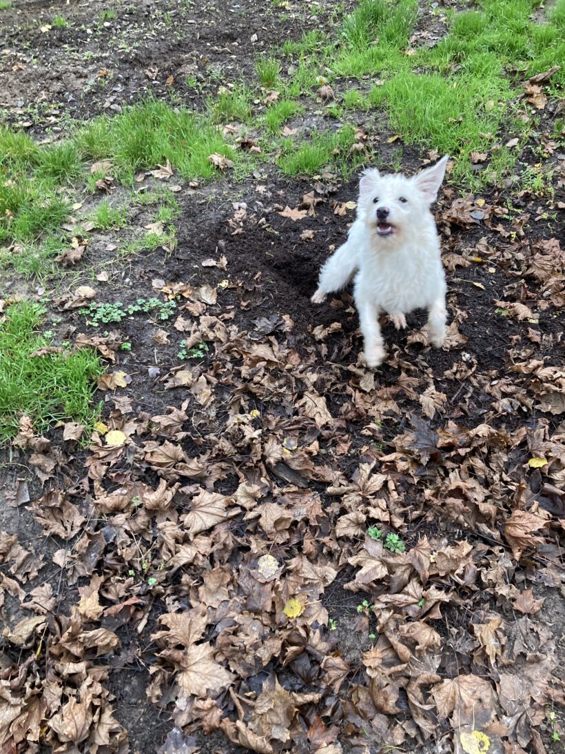 Leona (hat Interessenten)