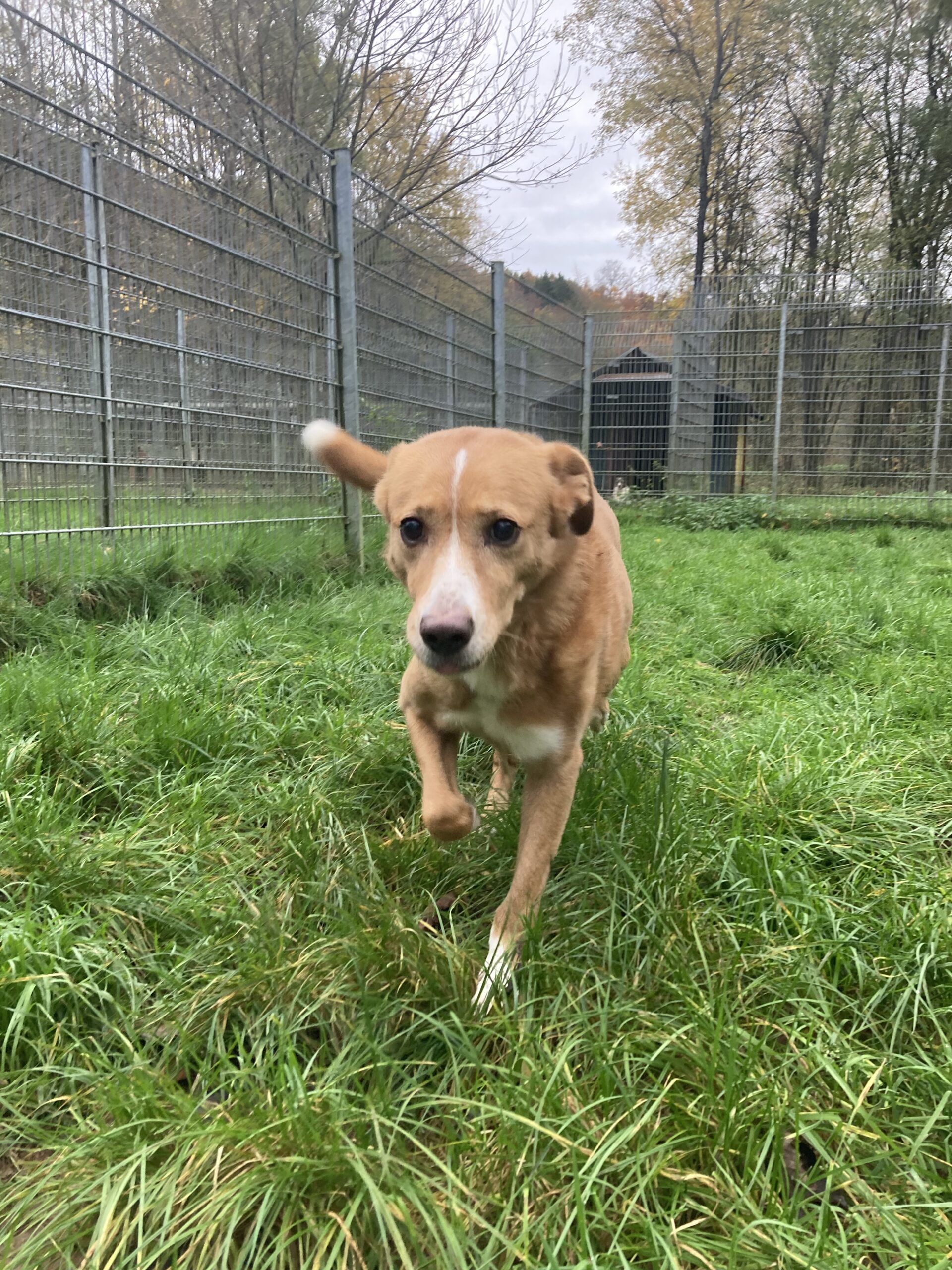 Hummel (hat Interessenten) Hummel (hat Interessenten)