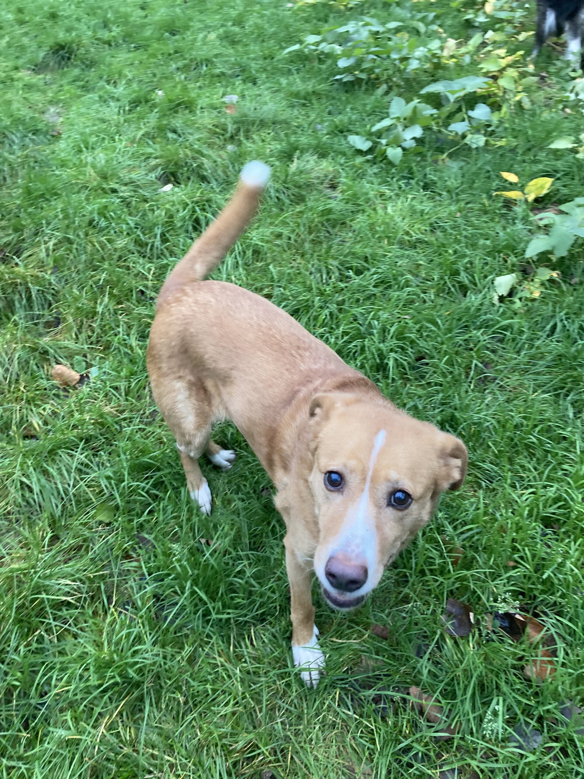 Hummel (hat Interessenten) Hummel (hat Interessenten)