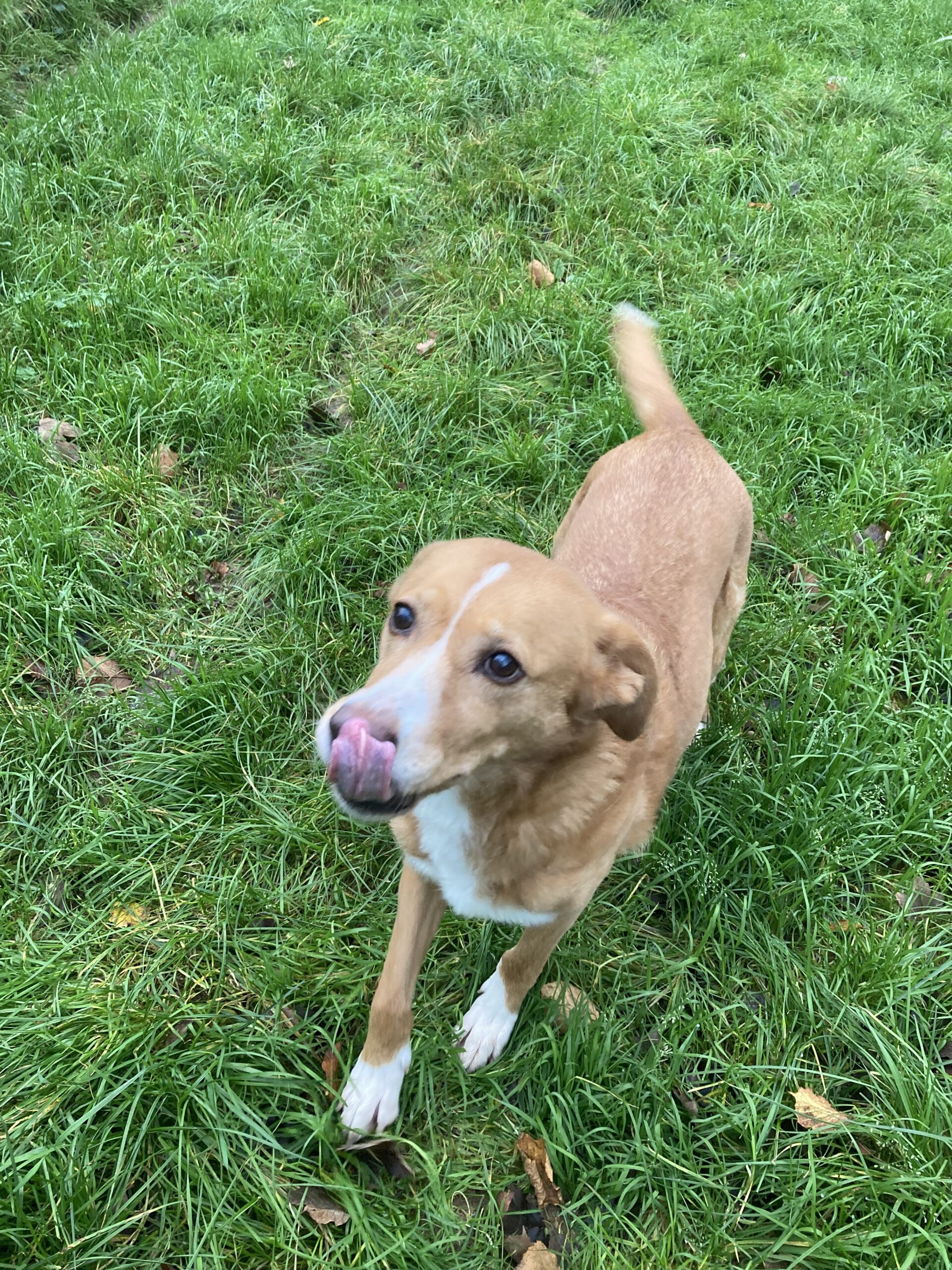 Hummel (hat Interessenten) Hummel (hat Interessenten)