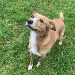 Hummel (hat Interessenten)