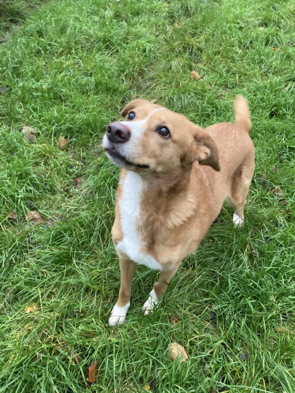 Hummel (hat Interessenten) Hummel (hat Interessenten)