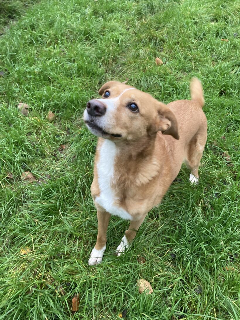 Hummel (hat Interessenten) Hummel (hat Interessenten)