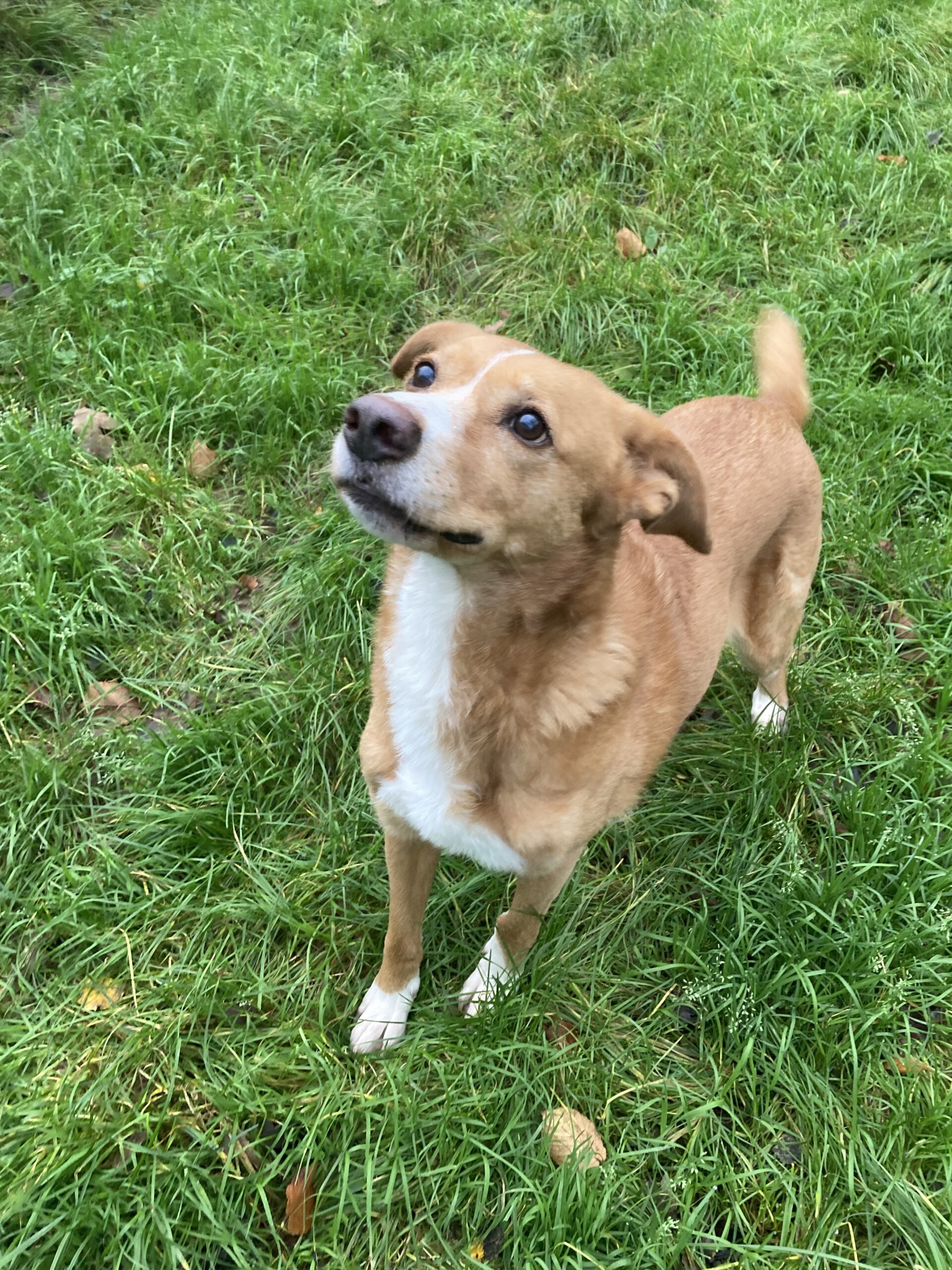 Hummel (hat Interessenten) Hummel (hat Interessenten)