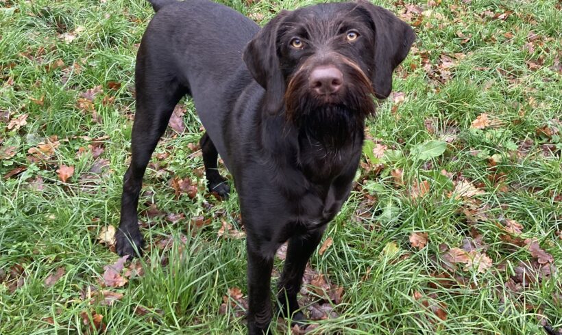 Bienchen (hat Interessenten)