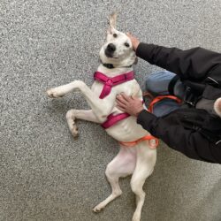 Nilla (hat Interessenten)