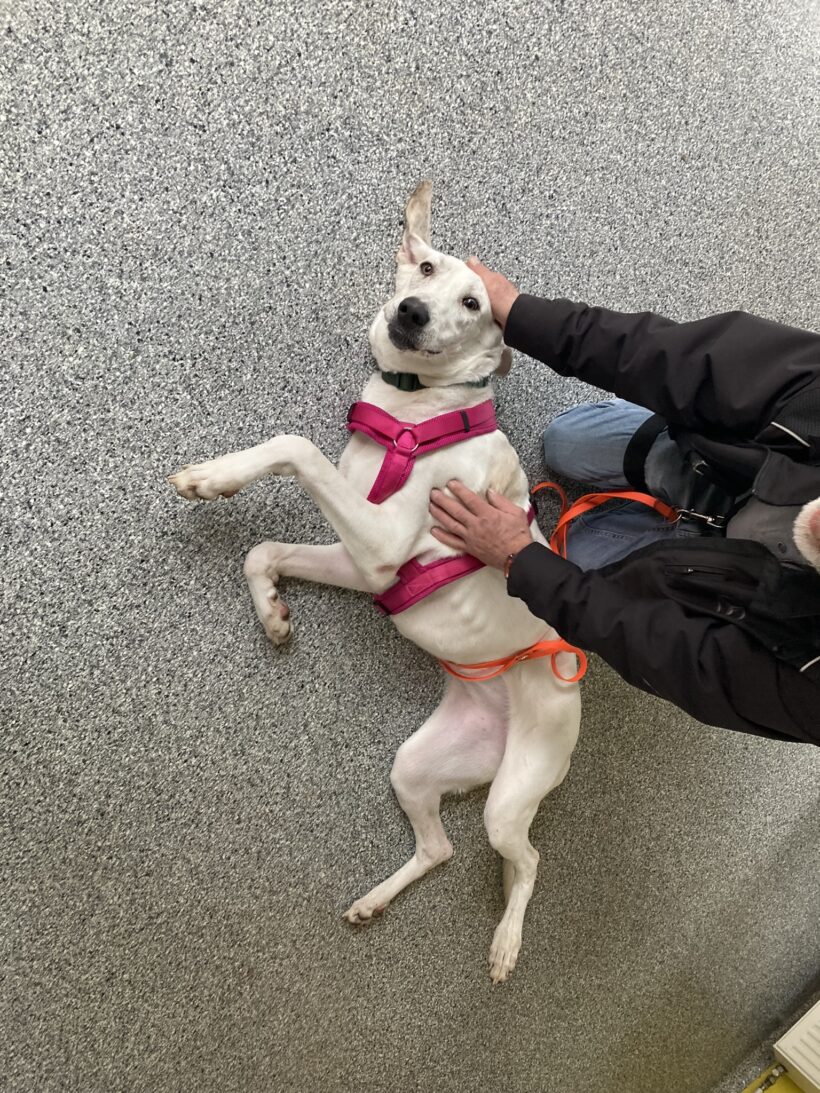 Nilla (hat Interessenten) Nilla (hat Interessenten)