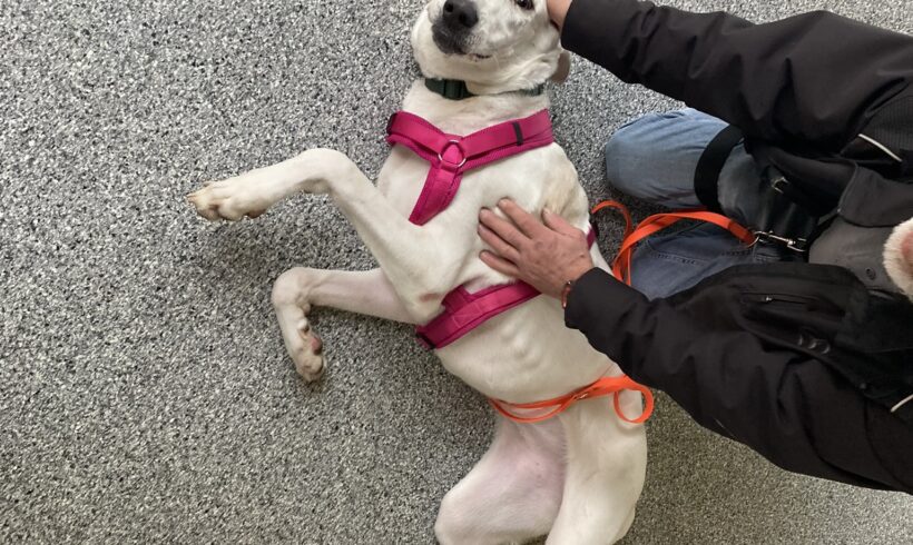 Nilla (hat Interessenten)