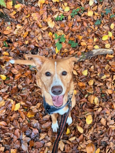 Hummel (hat Interessenten) Hummel (hat Interessenten)