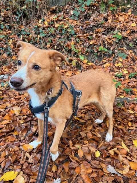 Hummel (hat Interessenten) Hummel (hat Interessenten)