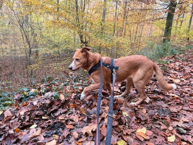 Hummel (hat Interessenten) Hummel (hat Interessenten)