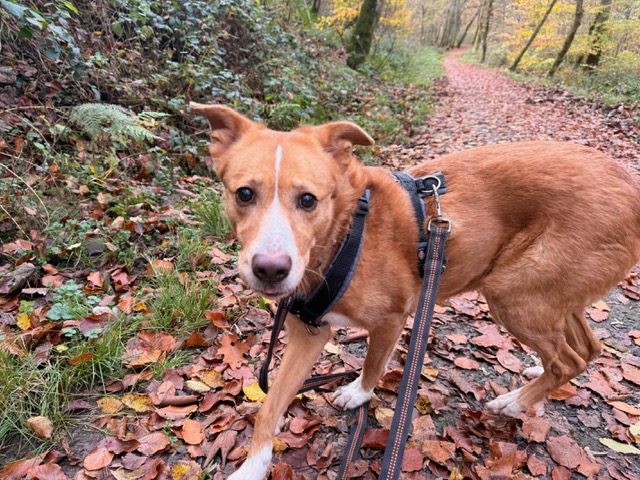 Hummel (hat Interessenten) Hummel (hat Interessenten)