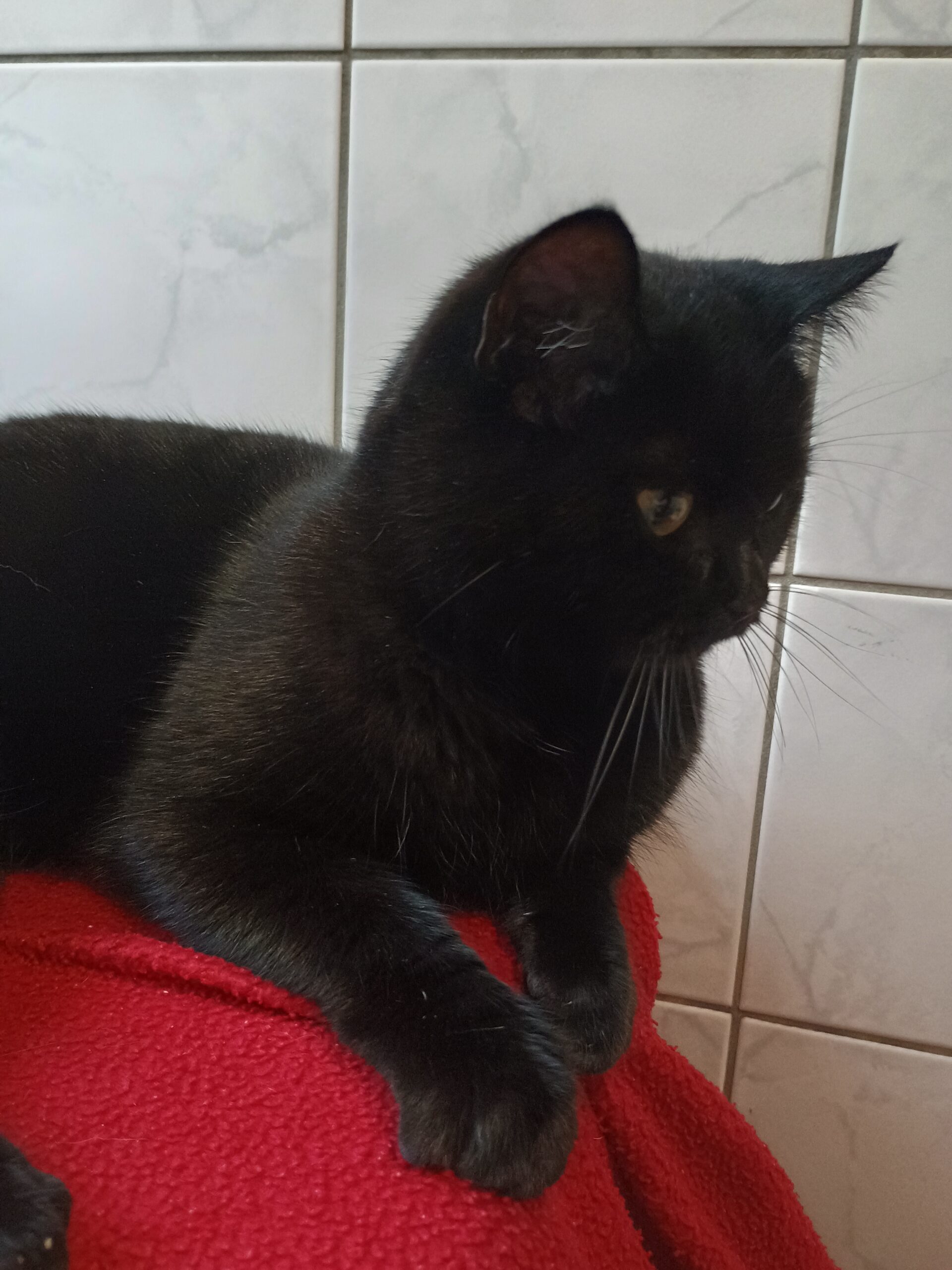 Kitty Purry Kitty Purry