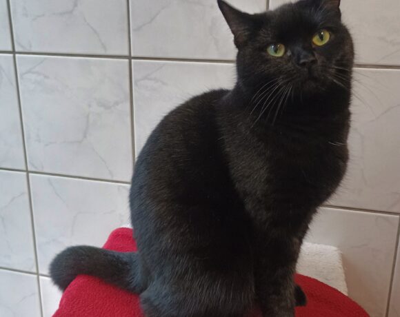 Kitty Purry Kitty Purry