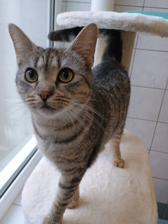 Cleo (hat Interessenten)