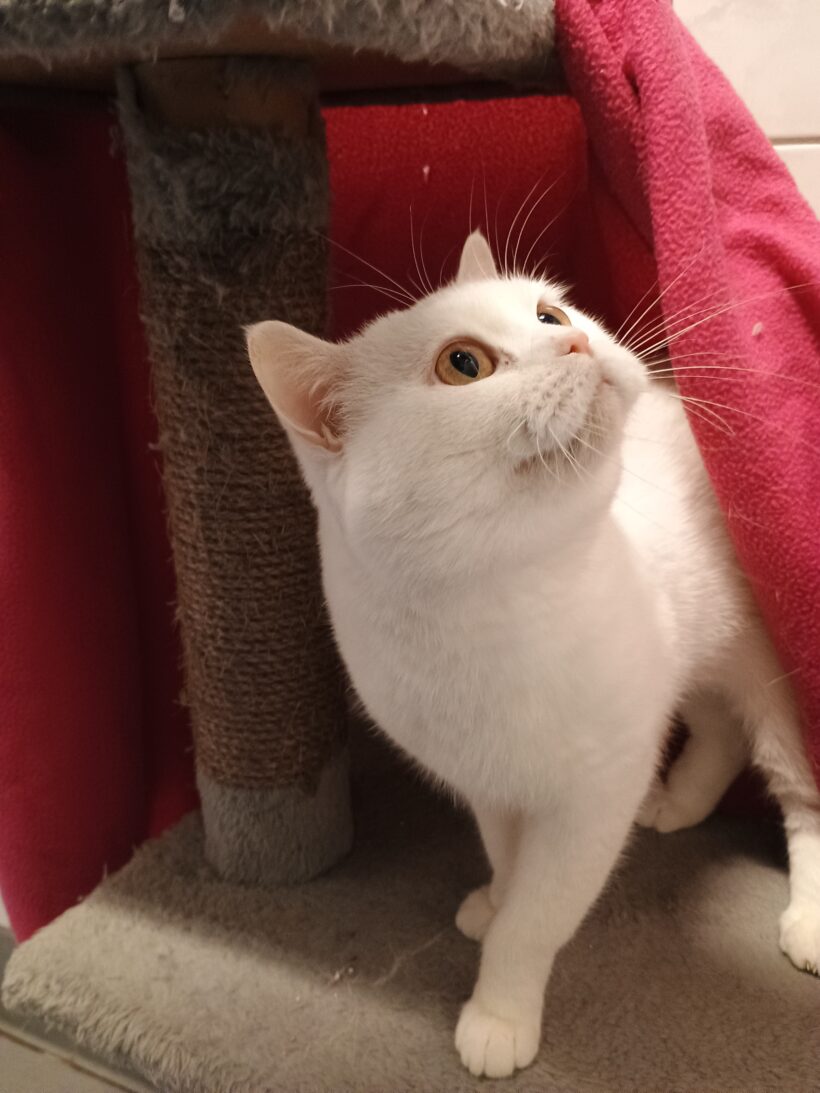 Claude (hat Interessenten)