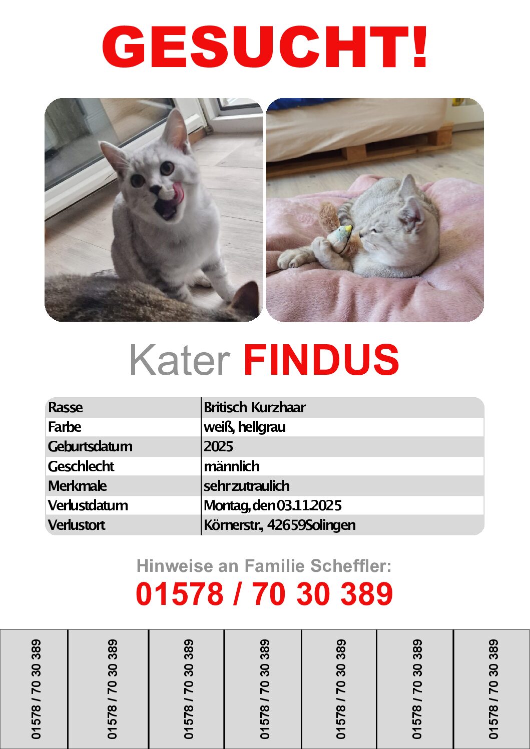 VERMISST: Kater Findus