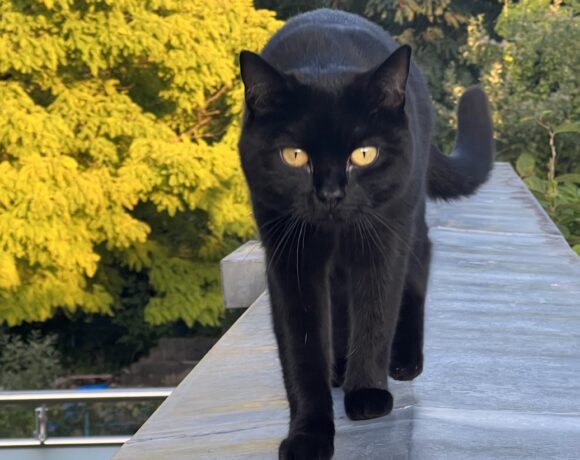 VERMISST: Katze Poldi auf dem Gleisdreieck Solingen VERMISST: Katze Poldi auf dem Gleisdreieck Solingen