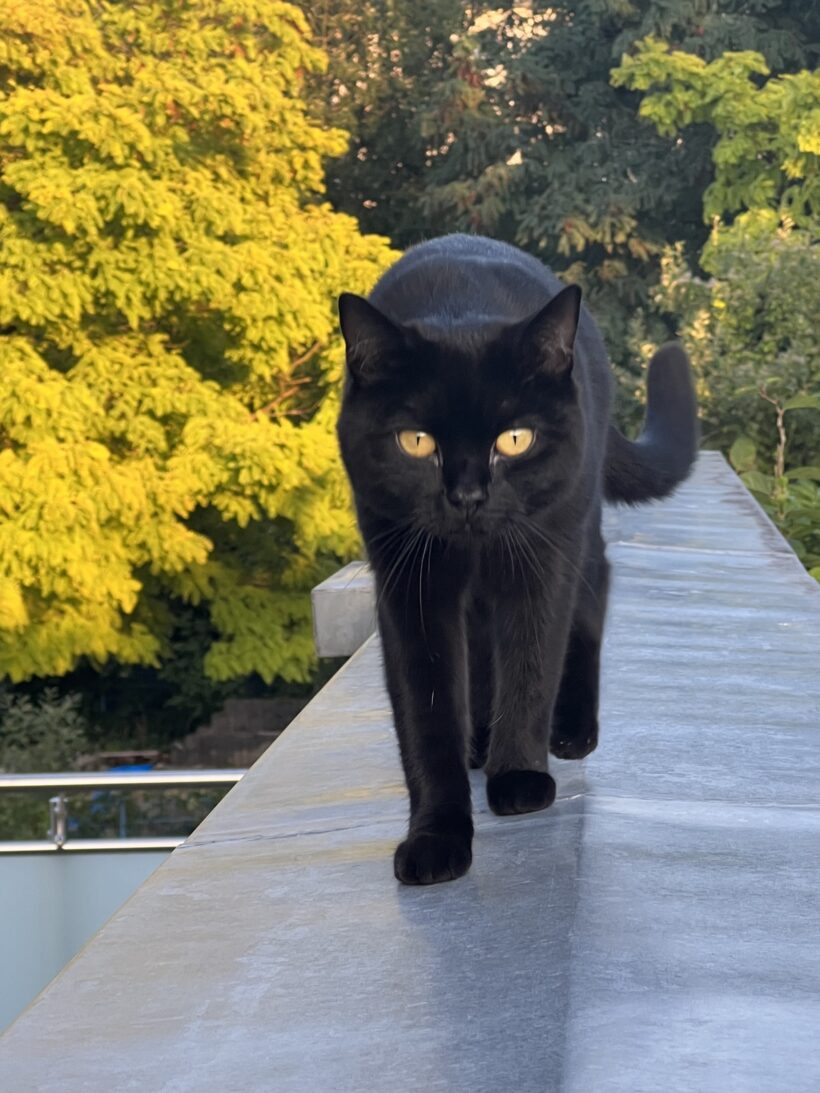VERMISST: Katze Poldi auf dem Gleisdreieck Solingen