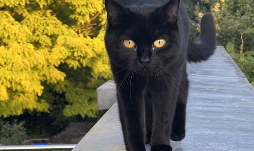 VERMISST: Katze Poldi auf dem Gleisdreieck Solingen