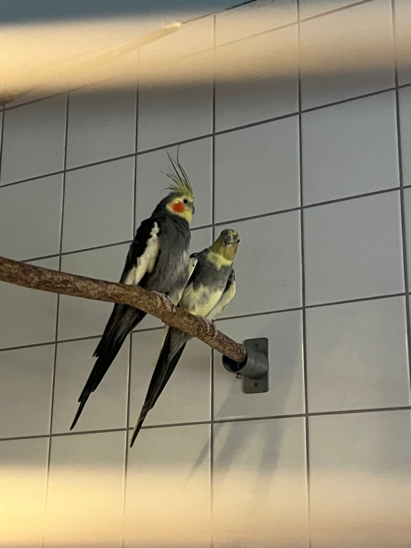 Nymphensittiche Nymphensittiche