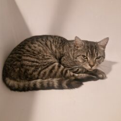 Vermisst: Kater Lukas, seit 09.12.2025