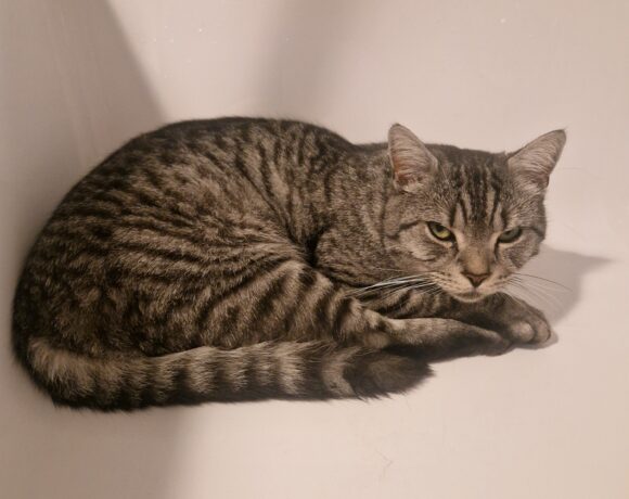 Vermisst: Kater Lukas, seit 09.12.2025 Vermisst: Kater Lukas, seit 09.12.2025