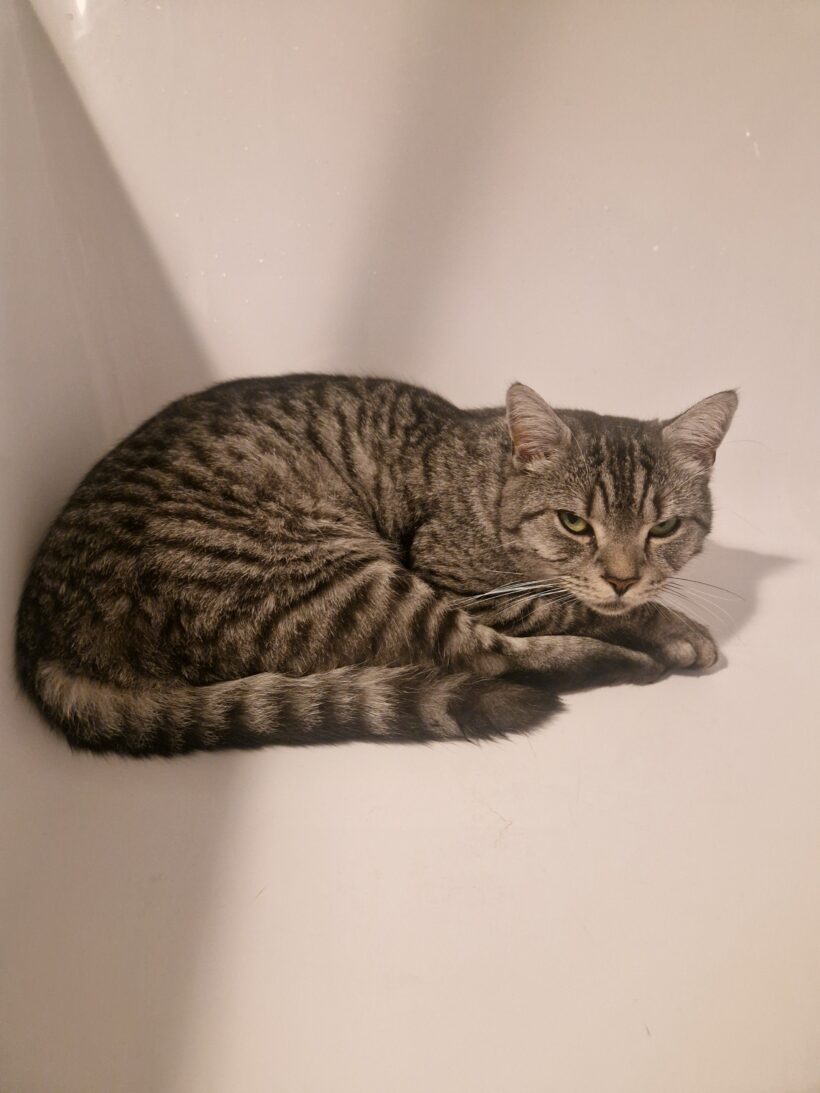 Vermisst: Kater Lukas, seit 09.12.2025