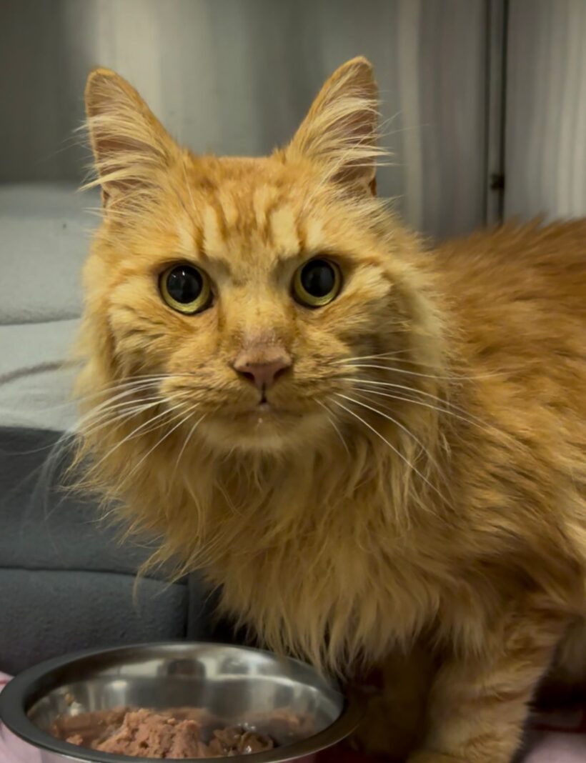 FUND: Kater, kastriert aber nicht gechipt