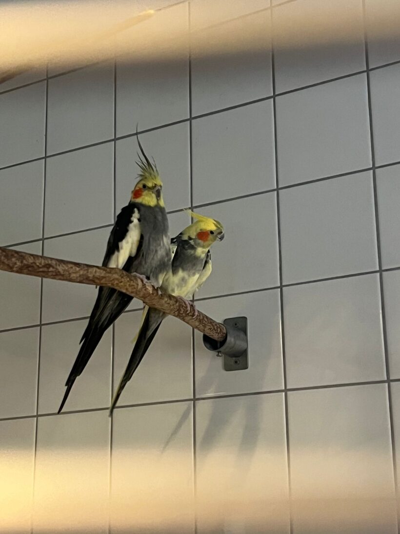 Nymphensittiche Nymphensittiche