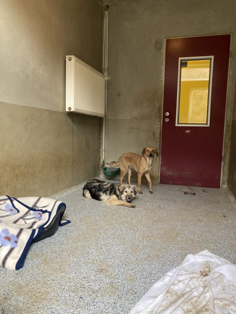 Sprotte (hat Interessenten)