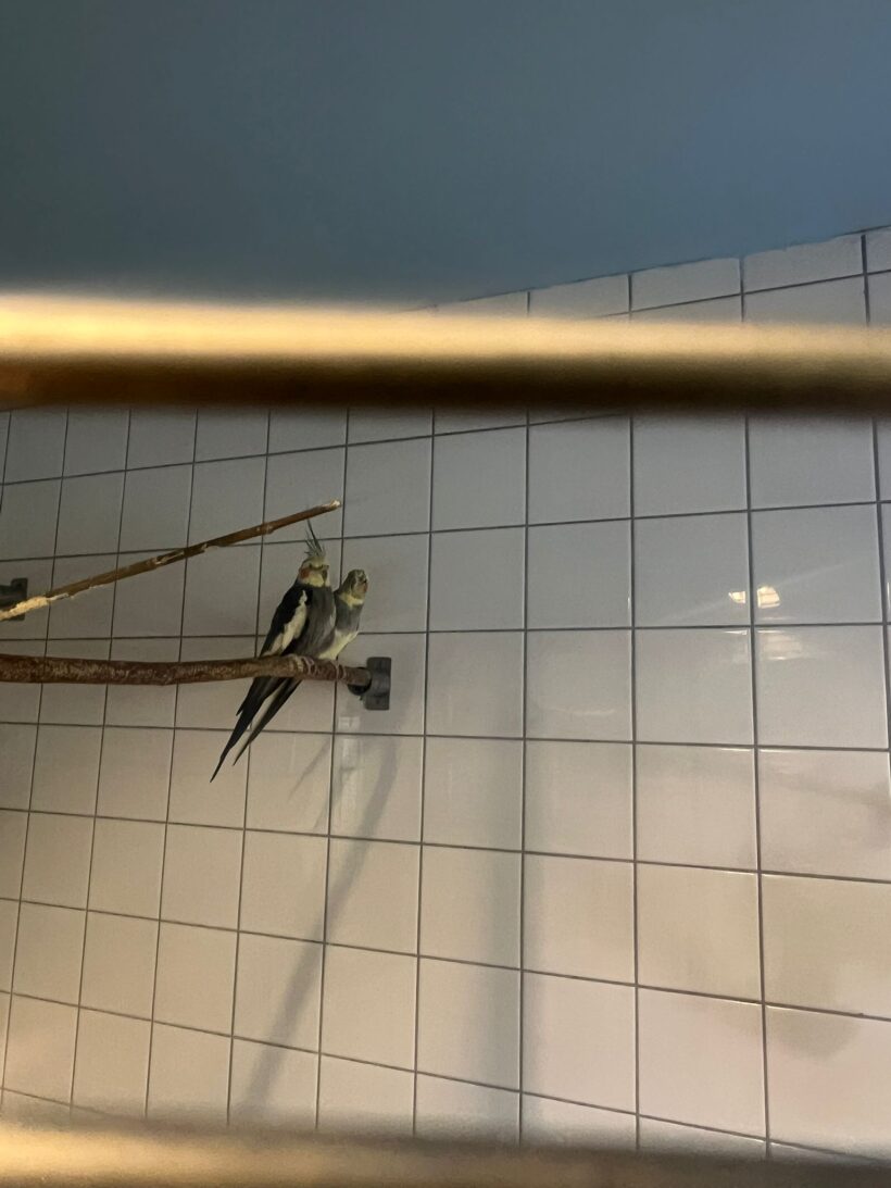 Nymphensittiche Nymphensittiche