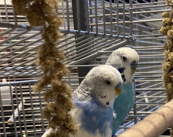 Tori & Kotori Tori & Kotori