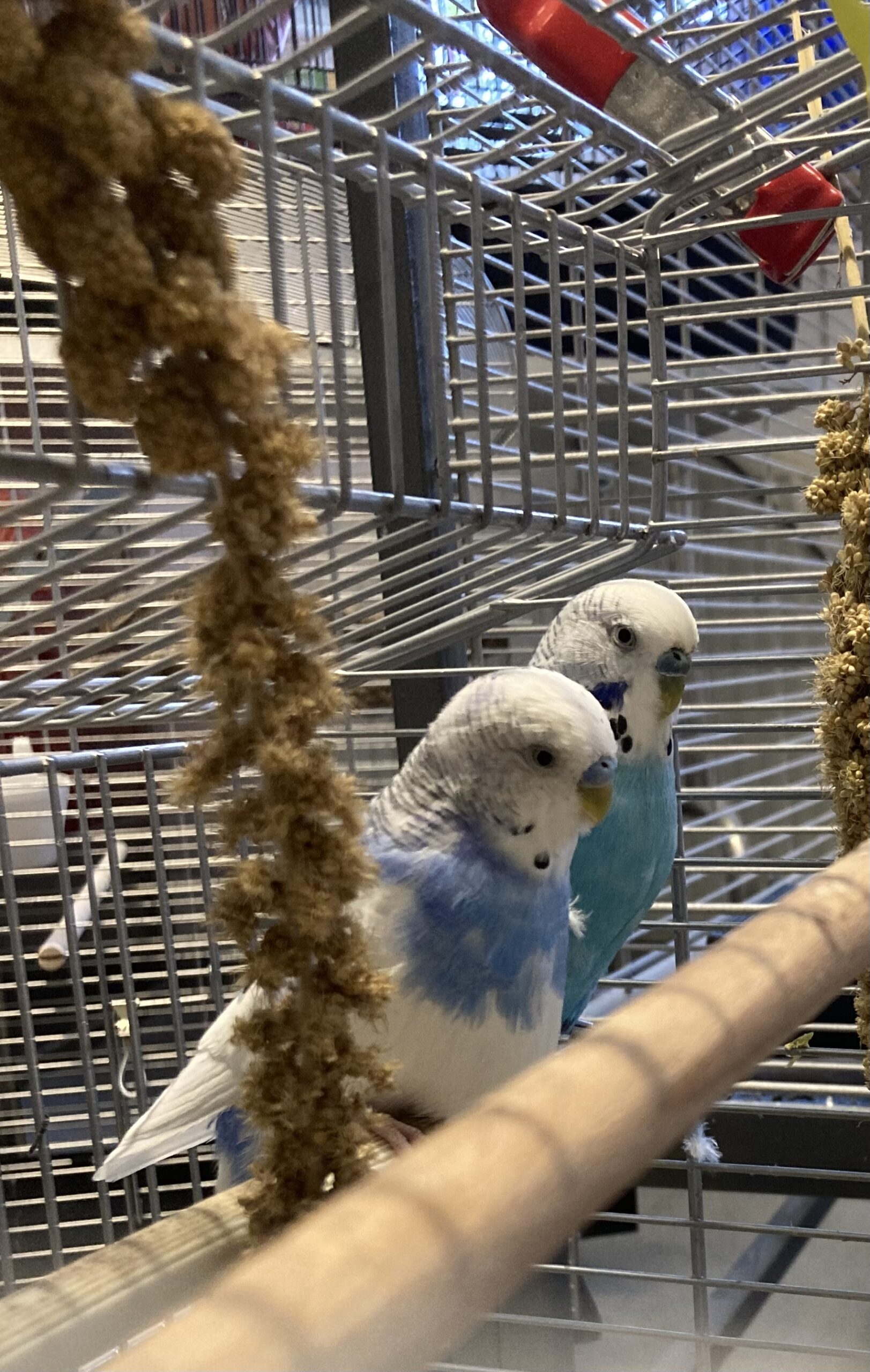 Tori & Kotori Tori & Kotori