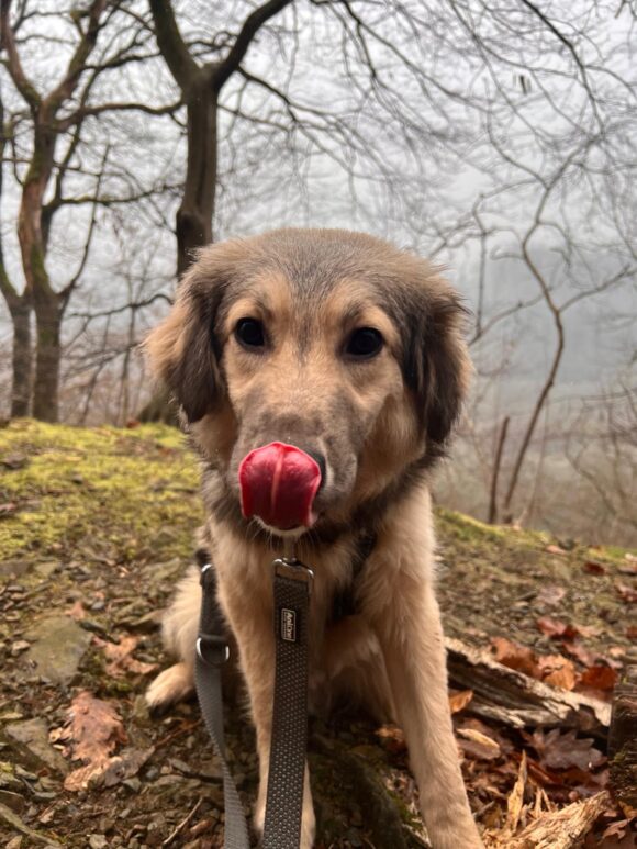 Balboa (hat Interessenten)