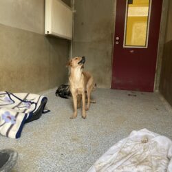 Sprotte (hat Interessenten)