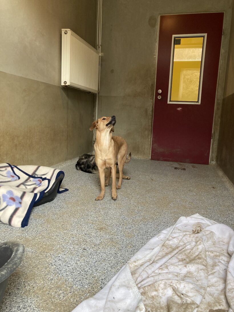 Sprotte (hat Interessenten)