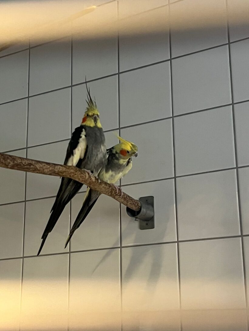 Nymphensittiche Nymphensittiche