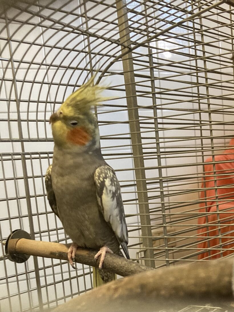 Nymphensittiche Nymphensittiche