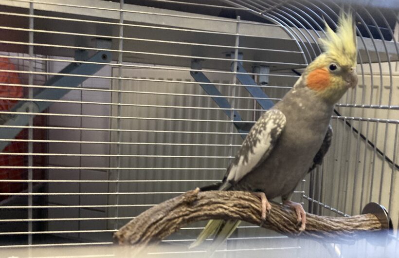 Nymphensittiche Nymphensittiche